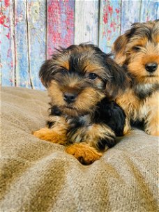 Entzückende Teacup Yorkie Welpen zu verkaufen