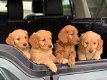 Goldendoodle Welpe - 0 - Thumbnail