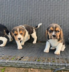 Mooie Beagle-puppy's