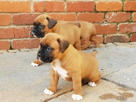 Mooie Boxer Puppies - 0