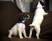 Schöne Jack Russell Terrier Welpen - 0 - Thumbnail