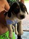 Schöne Jack Russell Terrier Welpen - 1 - Thumbnail