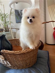 Pomerian pup wit teefje 