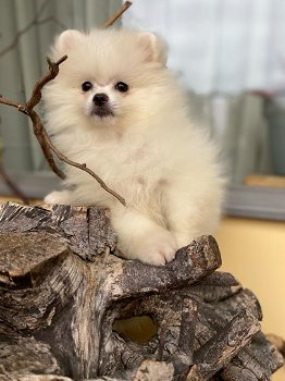 Pomerian pup wit teefje - 1