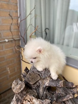 Pomerian pup wit teefje - 5