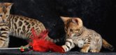 Stamboom bruine Bengaalse kittens met rozet - 0 - Thumbnail
