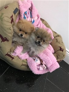 Schattige Pommeren pups beschikbaar