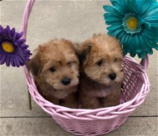 mooie mannelijke en vrouwelijke yorkiepuppy's.