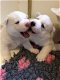Siberische husky-puppy's beschikbaar - 0 - Thumbnail