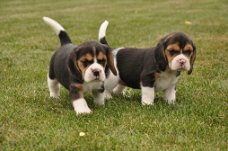 Mooie Beagle-puppy's