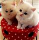Schitterende Ragdoll-kittens - 0 - Thumbnail