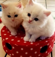 Schitterende Ragdoll-kittens