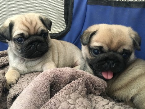 mannelijke en vrouwelijke pug-puppy's - 0