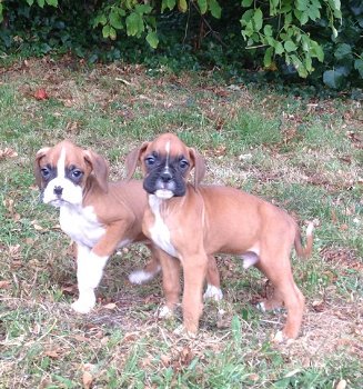 Twee boxer pups beschikbaar - 0