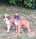 Twee boxer pups beschikbaar - 0 - Thumbnail