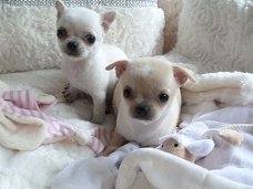 geweldige chihuahuapuppy's beschikbaar