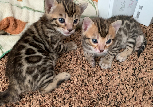 gezonde mannelijke en vrouwelijke Bengaalse kittens Op zoek naar een nieuw huis - 0