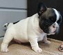 Mooie Franse Bulldog puppy's voor goed huis - 0 - Thumbnail