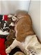 Mooie Engelse Puppy van de Buldog voor goed huis - 1 - Thumbnail