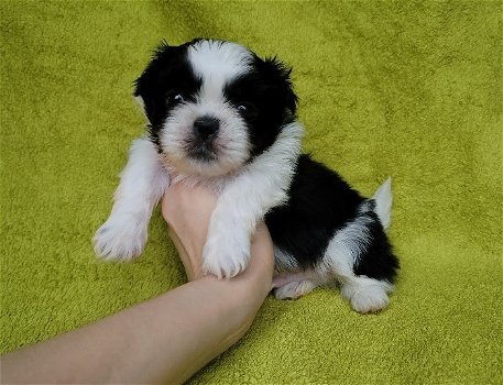 Mooie Shih Tzu pups voor goed thuis - 0