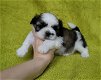 Mooie Shih Tzu pups voor goed thuis - 1 - Thumbnail