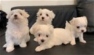 Mooie Maltese puppy's voor goed huis - 0 - Thumbnail