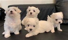 Mooie Maltese puppy's voor goed huis