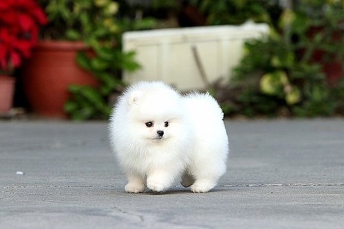 Mooie Pommeren puppy's voor goed huis - 0