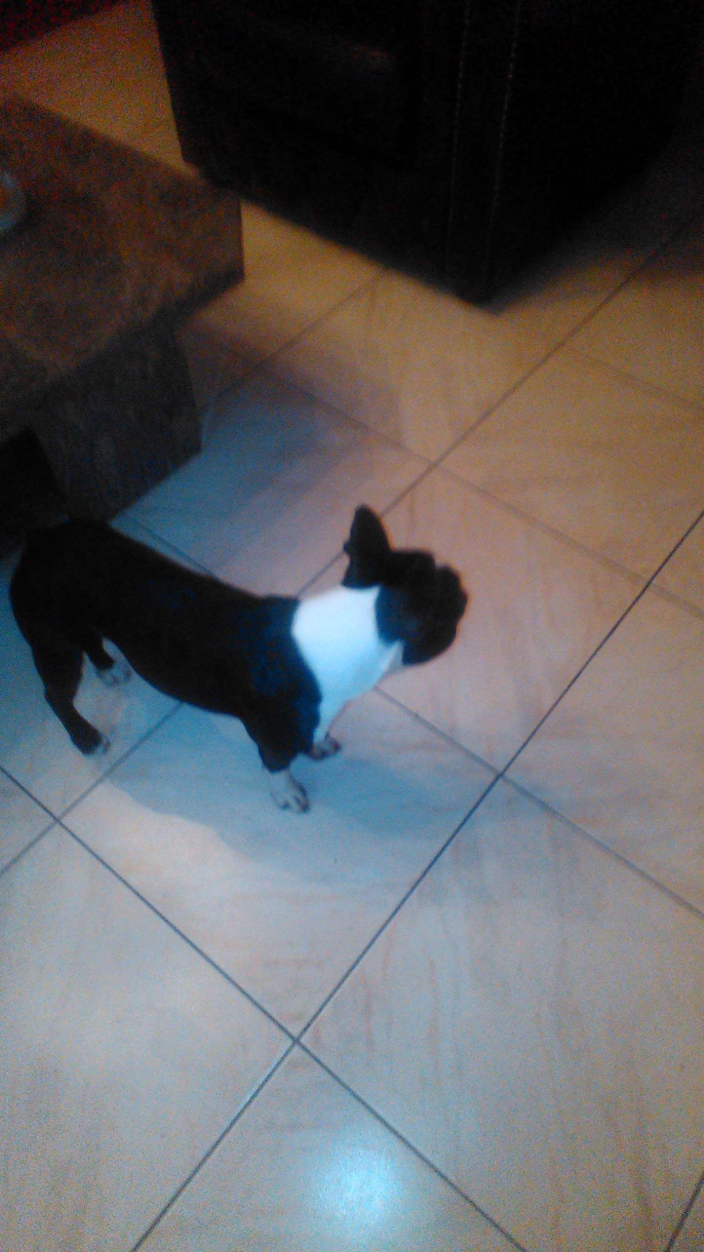 Pups Gratis!!!! - nr. 1