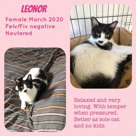 MJM Dogs Foundation: Leonor - nr. 1