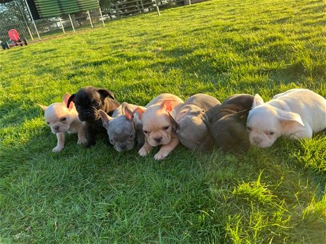 Súper adorables cachorros de bulldog francés para adopción - 1