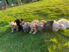 Súper adorables cachorros de bulldog francés para adopción