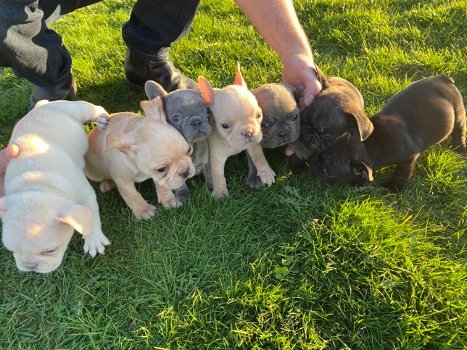 Cachorros de Bulldog Francés de calidad listos - 1