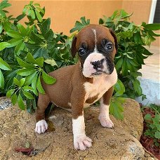Geweldige Boxer-puppy's te koop