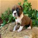 Geweldige Boxer-puppy's te koop - 1 - Thumbnail