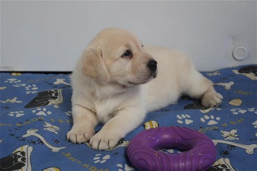 Zoete Labrador-puppy's - 0