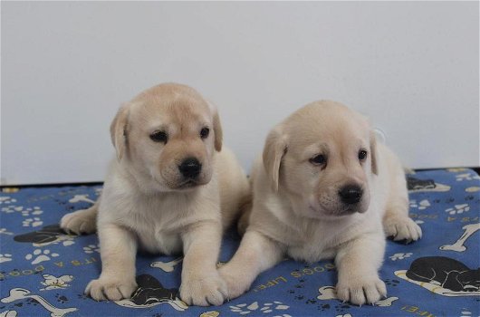 Zoete Labrador-puppy's - 1
