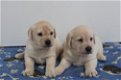 Zoete Labrador-puppy's - 1 - Thumbnail