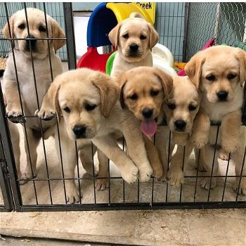 Akc Golden Retrievers beschikbaar - 0