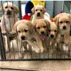 Akc Golden Retrievers beschikbaar - 0 - Thumbnail