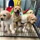 Akc Golden Retrievers beschikbaar - 1 - Thumbnail