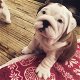 Leuke Engelse Bulldog-puppy's beschikbaar - 0 - Thumbnail