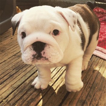 Leuke Engelse Bulldog-puppy's beschikbaar - 1