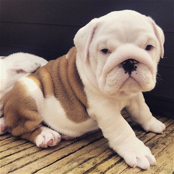 Leuke Engelse Bulldog-puppy's beschikbaar - 2