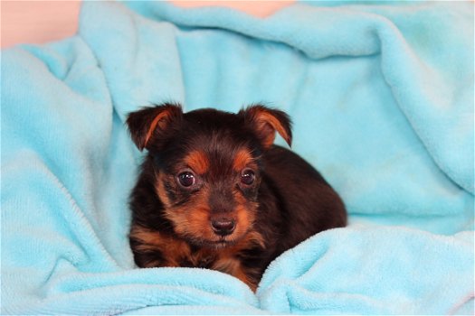 Leuke en schattige raszuivere Yorkies - 2