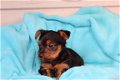 Leuke en schattige raszuivere Yorkies - 3 - Thumbnail