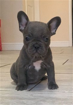 Home Raise Franse Bulldog-puppy's - 1