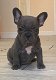 Home Raise Franse Bulldog-puppy's - 1 - Thumbnail