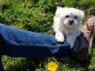 Prachtige Maltese puppy's beschikbaar - 0 - Thumbnail