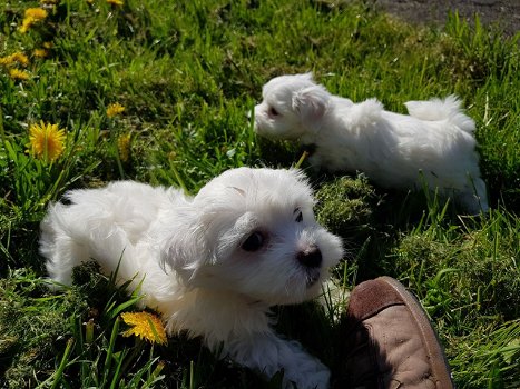 Prachtige Maltese puppy's beschikbaar - 1
